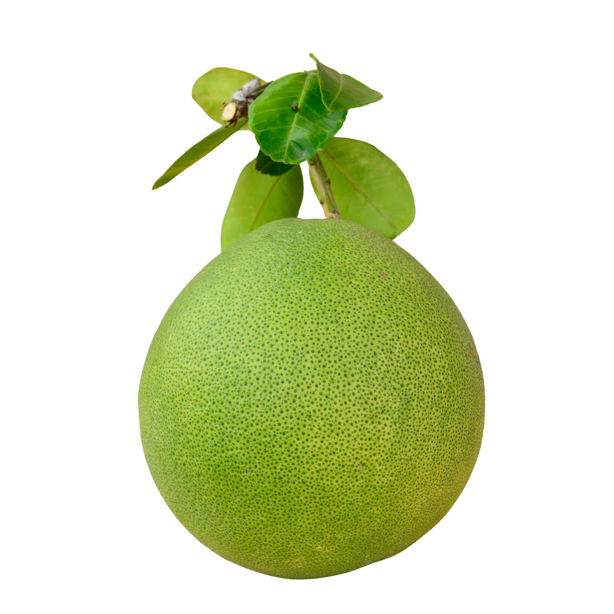 Pomelo Lodge Coming Soon